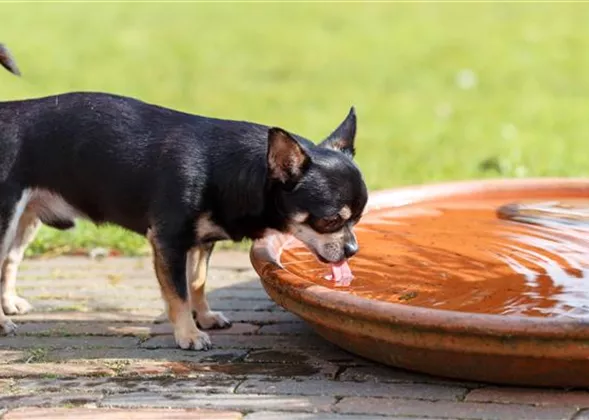 Trinkbrunnen für Katzen und Hunde