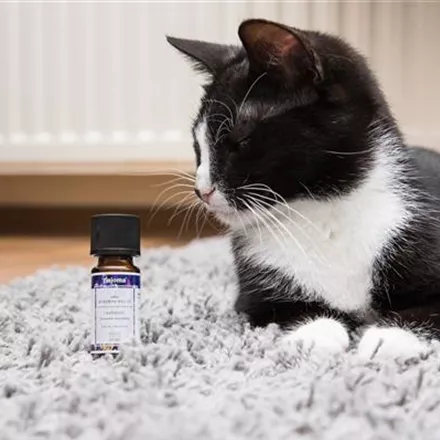 Aromatherapie bei Hund und Katze - Lavendel zur Beruhigung