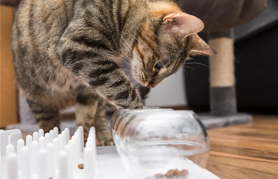 Do it yourself – Intelligenzspielzeug für Katzen selber basteln