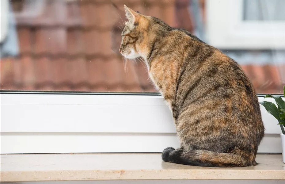 Wenn die Mieze raus will: Katzenschutznetze und Fensterschutz